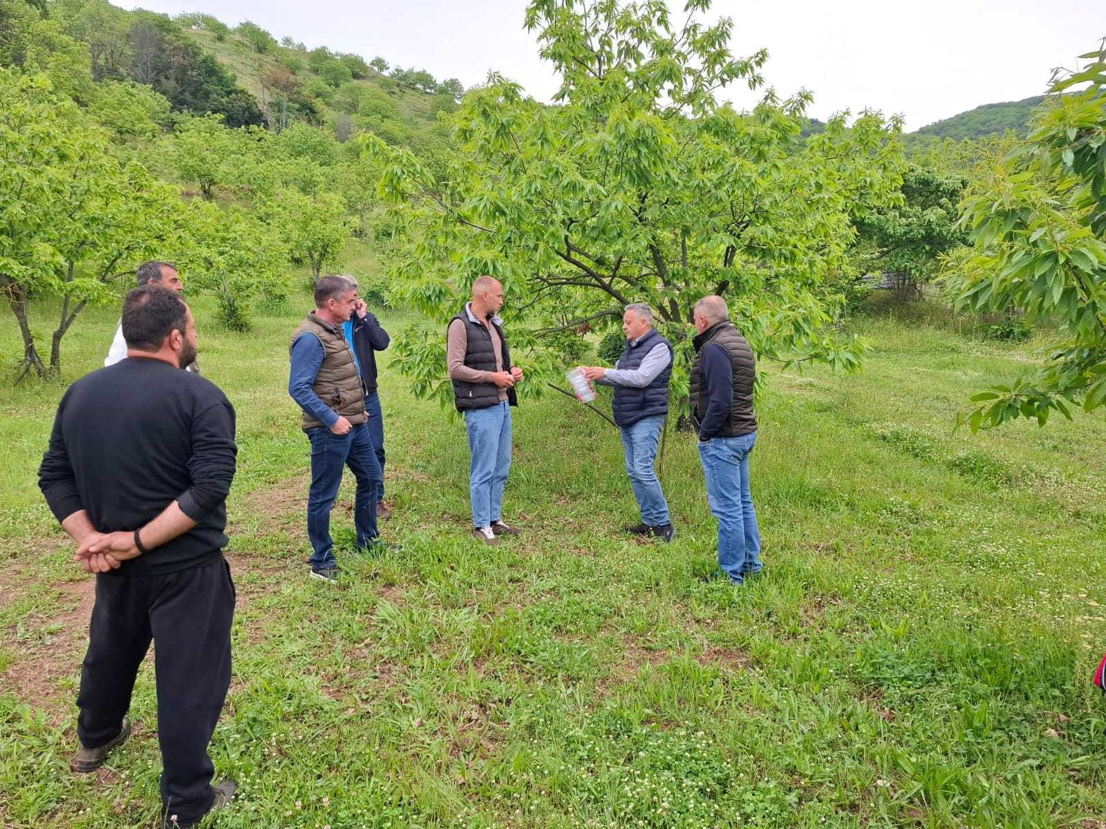 Ωφέλιμα έντομα στη μάχη κατά της σφήκας της καστανιάς